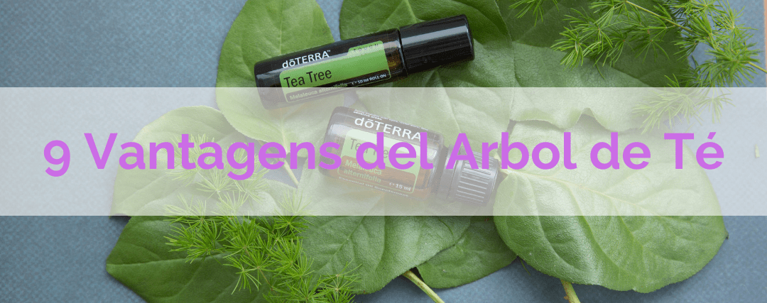 Descubriendo 9 beneficios de este versátil aceite esencial, el Arbol de Té