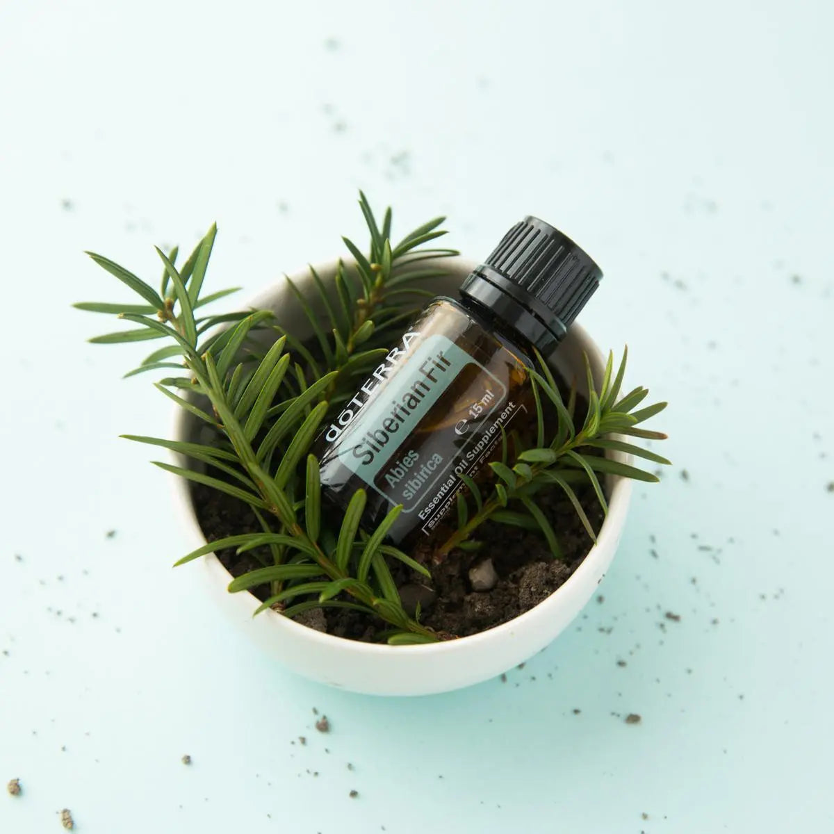 Aceite esencial de Abeto Siberiano dōTERRA 15ml en maceta blanca con planta de abeto y tierra, fondo azul claro