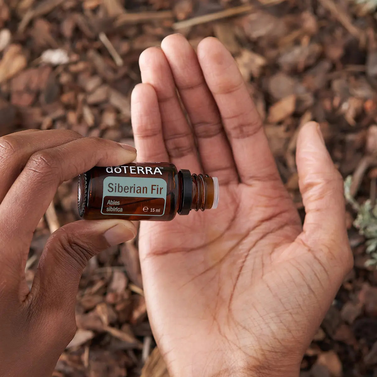 Manos sosteniendo frasco de aceite esencial de Abeto Siberiano dōTERRA 15ml abierto sobre palma, fondo de astillas de corteza de árbol