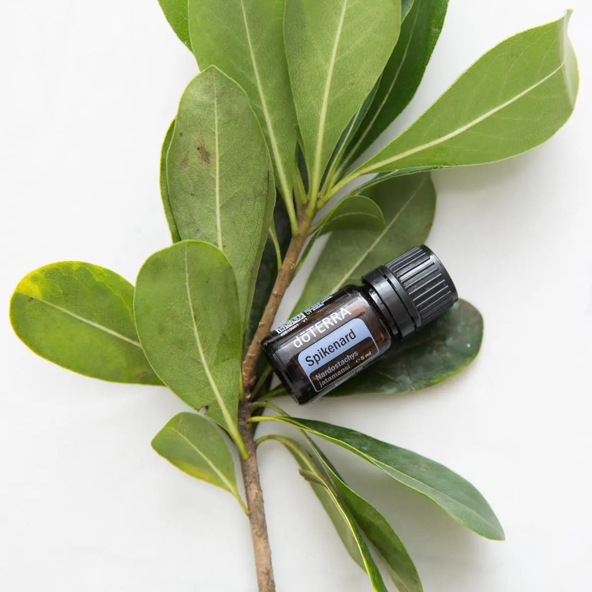 Aceite Esencial Espicanardo Spikenard dōTERRA 5ml con rama de hojas verdes tropicales sobre fondo blanco cenital
