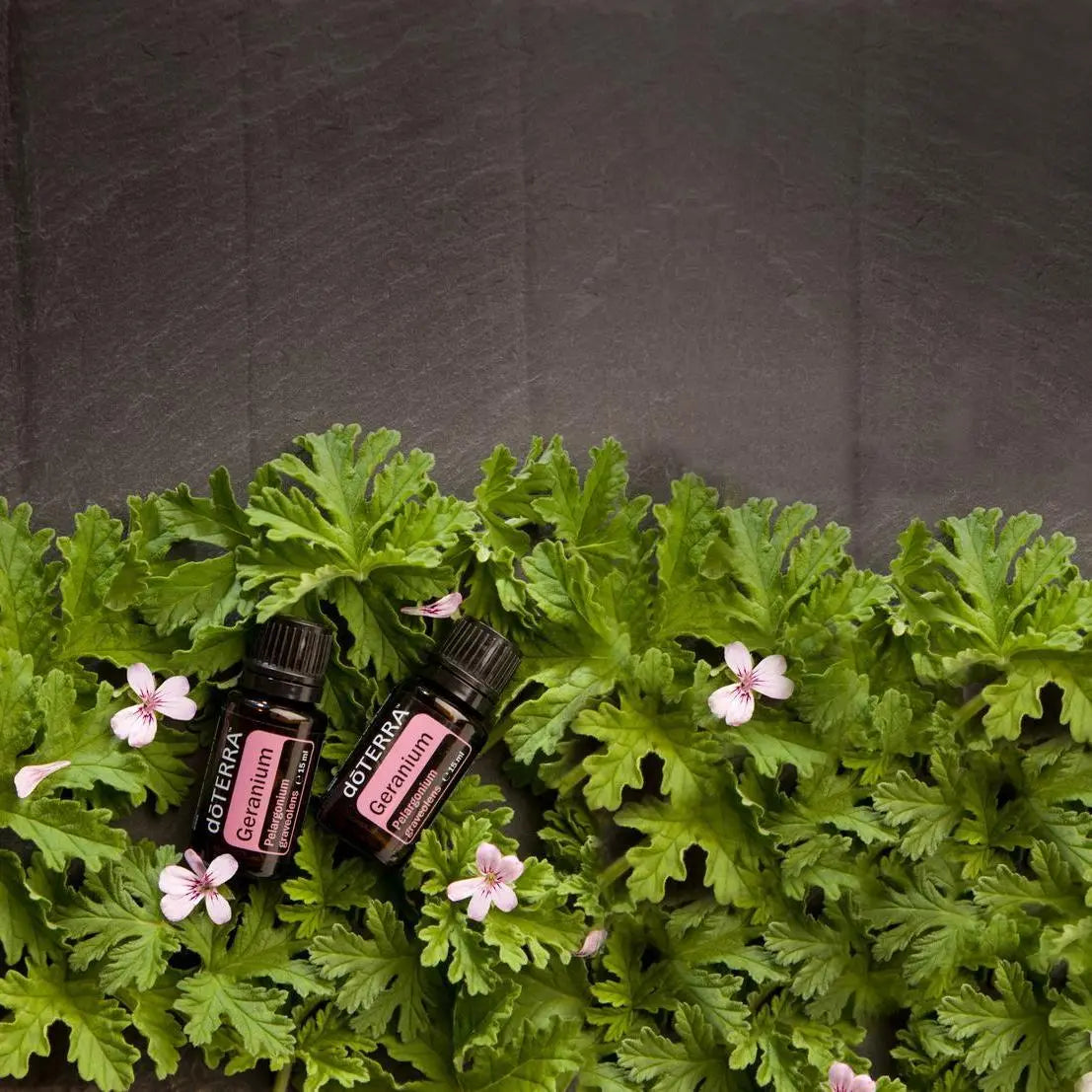 Dos frascos de aceite esencial de geranio dōTERRA 15ml entre hojas frescas de geranio y flores rosas sobre pizarra gris oscura, flat lay