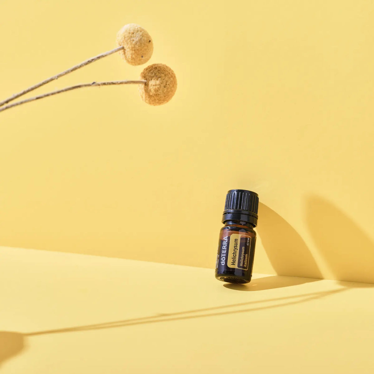 Aceite esencial de helicriso dōTERRA 5ml apoyado en esquina de superficie amarilla con dos tallos de flores secas esféricas beige y sombras dramáticas