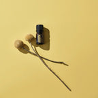 Aceite esencial de helicriso dōTERRA 5ml junto a dos tallos de flores secas esféricas beige cruzados sobre fondo amarillo liso, flat lay cenital