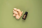 Aceite esencial de jengibre dōTERRA 15ml junto a raíz entera de jengibre fresco sobre fondo verde salvia, flat lay cenital