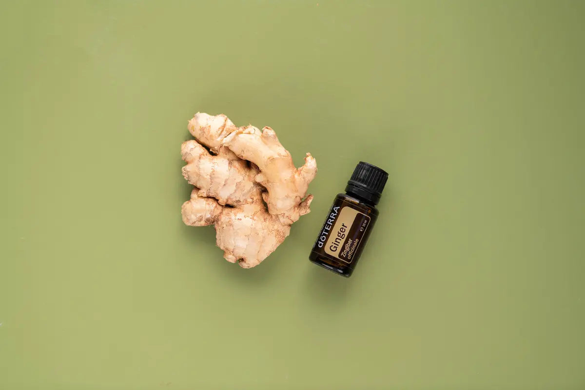 Aceite esencial de jengibre dōTERRA 15ml junto a raíz entera de jengibre fresco sobre fondo verde salvia, flat lay cenital