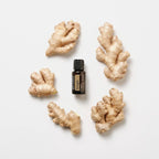Aceite esencial de jengibre dōTERRA 15ml rodeado de cinco trozos de raíz de jengibre fresco sobre fondo blanco, flat lay cenital