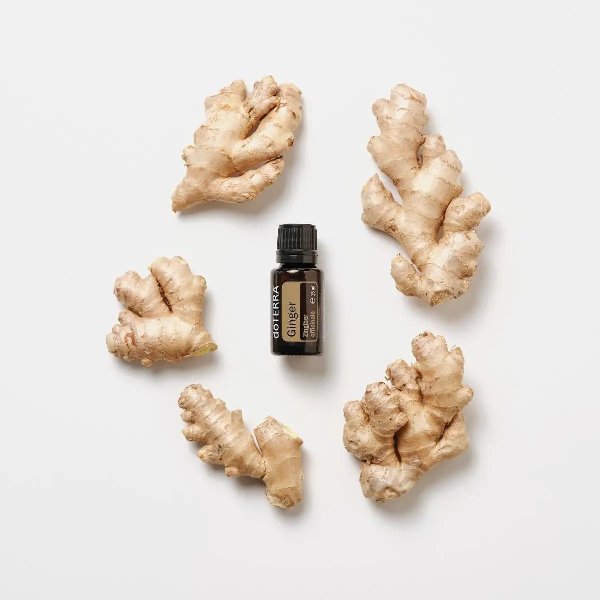 Aceite esencial de jengibre dōTERRA 15ml rodeado de cinco trozos de raíz de jengibre fresco sobre fondo blanco, flat lay cenital