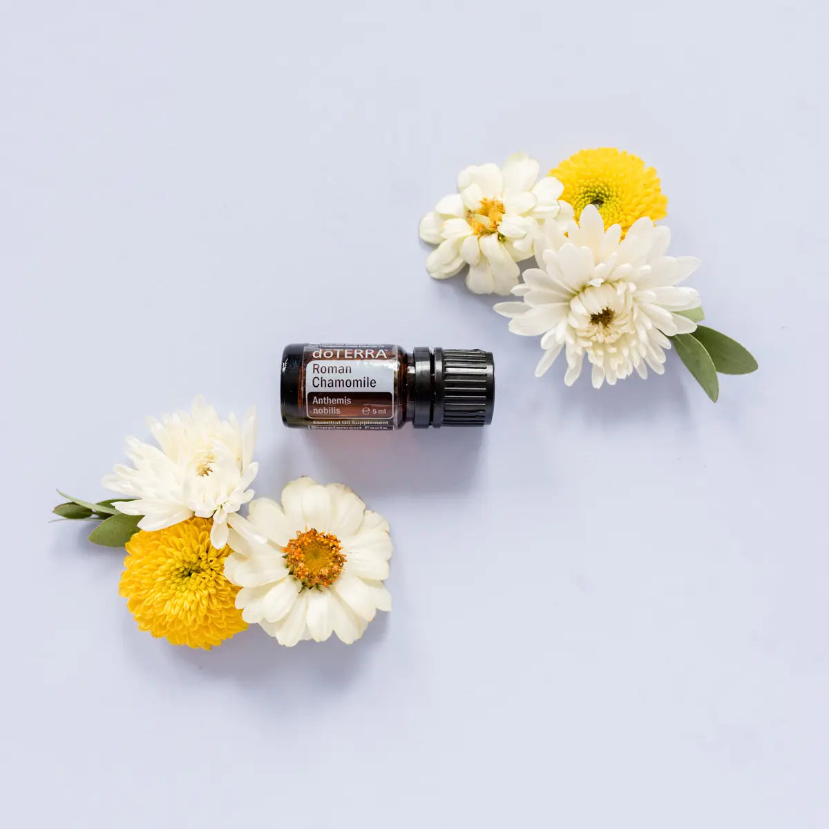 Aceite esencial de Manzanilla Romana dōTERRA 5ml rodeado de crisantemos blancos y flores amarillas sobre fondo lila suave, flat lay