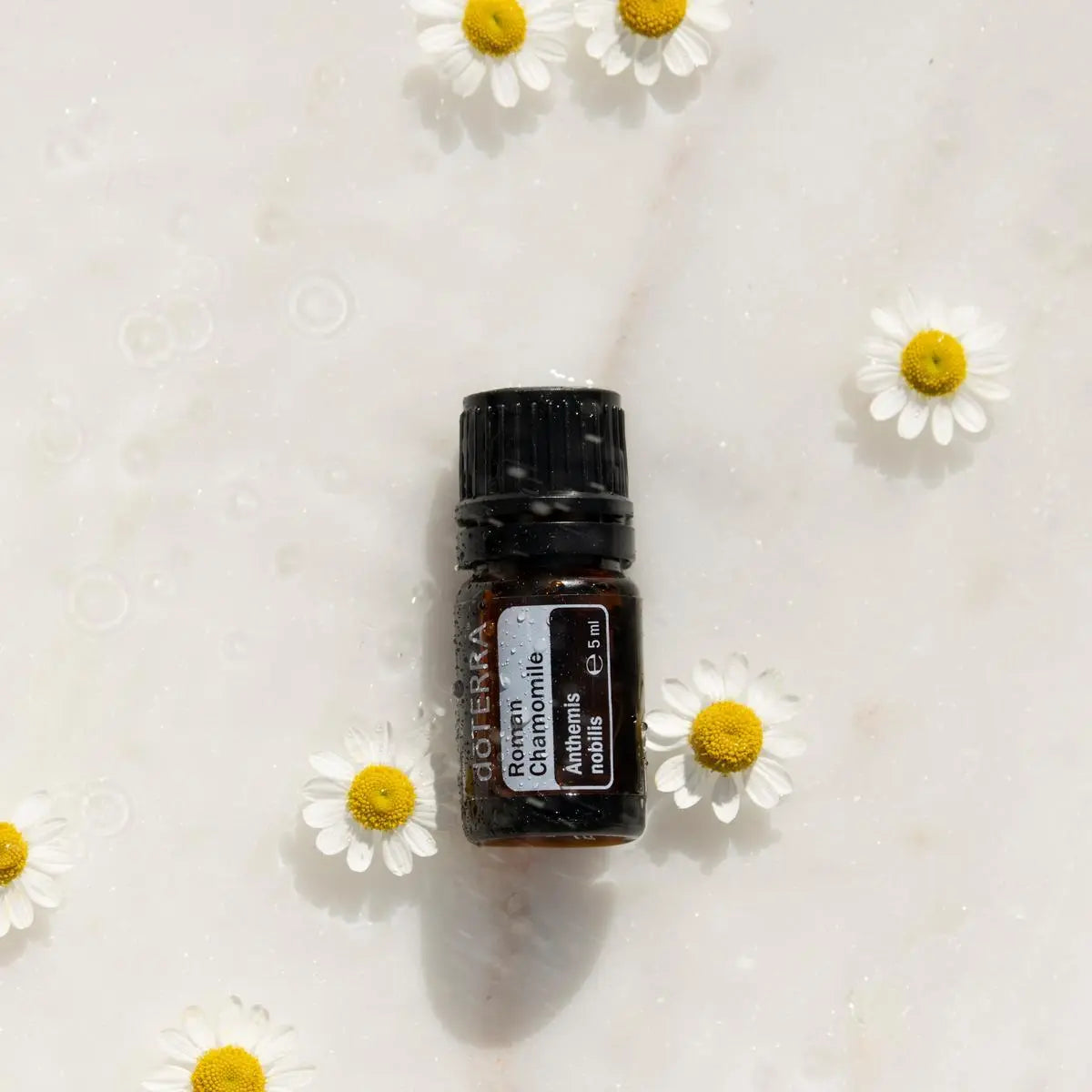 Aceite esencial de Manzanilla Romana dōTERRA 5ml sobre superficie húmeda con flores de manzanilla y gotas de agua, vista cenital