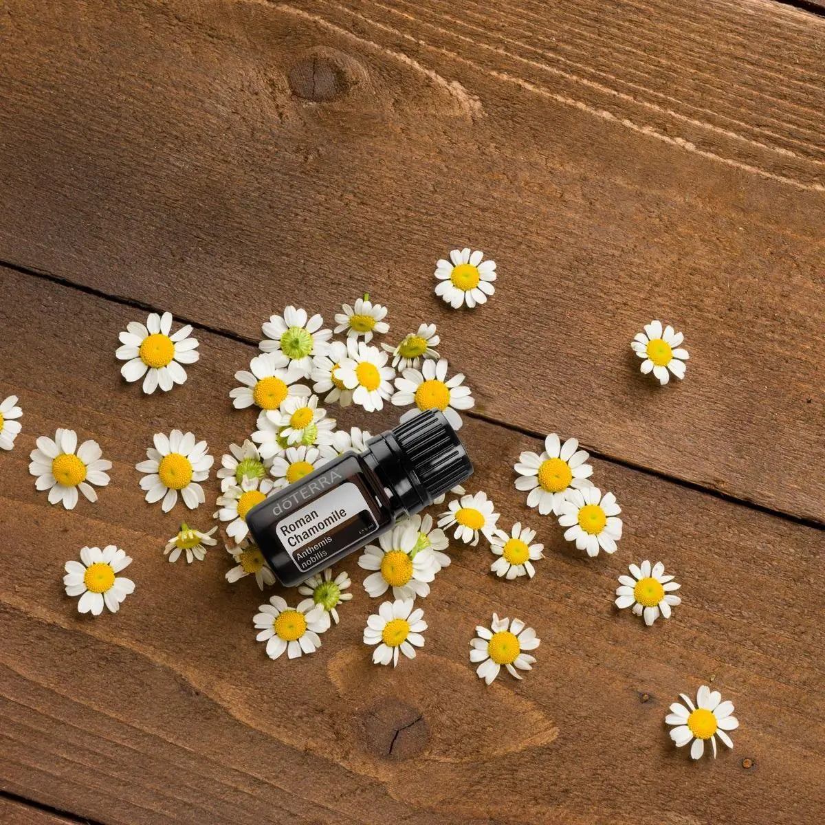 Aceite esencial de Manzanilla Romana dōTERRA 5ml entre flores de manzanilla dispersas sobre tabla de madera oscura, vista cenital