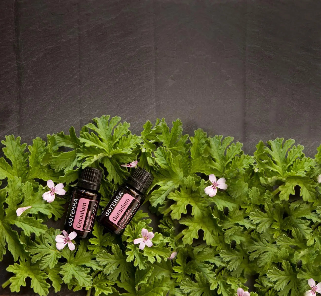 Aceite esencial de geranio dōTERRA 15ml — dos frascos sobre pizarra cenital con hojas y flores rosas