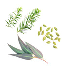 Barra de Vapor dōTERRA Air | 15,5 gr