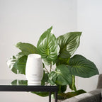 Difusor Roam dōTERRA sobre mesa negra junto a planta tropical en el salón