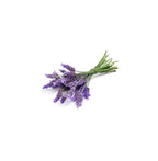Ramo de flores de Lavandula angustifolia, planta de origen del aceite esencial de lavanda dōTERRA