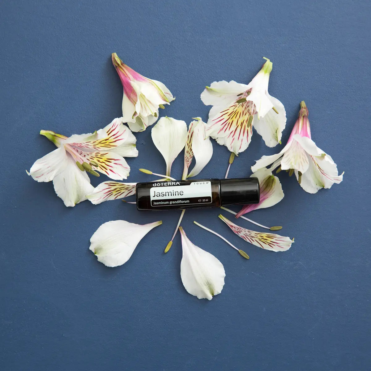 Jazmín Touch dōTERRA roll-on 10ml rodeado de pétalos de alstroemeria sobre fondo azul marino cenital