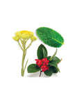 botanico depp blue doTERRA
