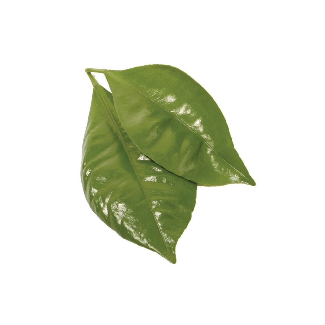 Petitgrain botanico doTERRA