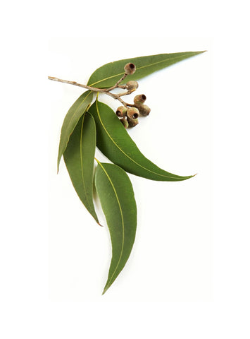 Hoja de eucalipto en fondo blanco