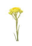botanico helichrysum