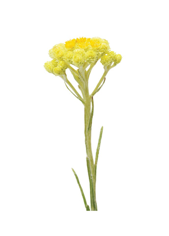botanico helichrysum