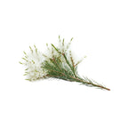 Compre Aceite Esencial de Melaleuca Tea Tree 15 ml doterra - bienesencial