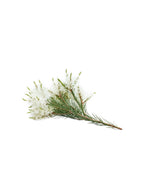botanico tee trea doTERRA