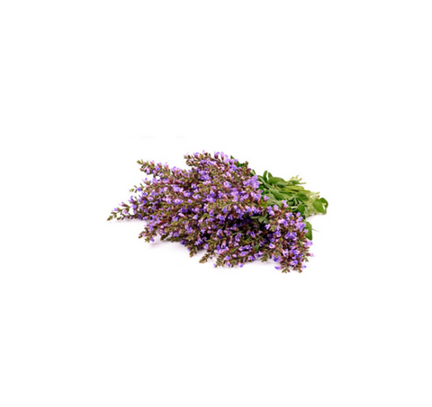 Salvia esclareia doTERRA botanico